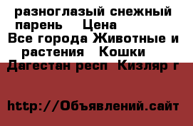 разноглазый снежный парень. › Цена ­ 10 000 - Все города Животные и растения » Кошки   . Дагестан респ.,Кизляр г.